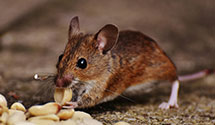 24 Hour & Emergency Exterminators in Custer, NE